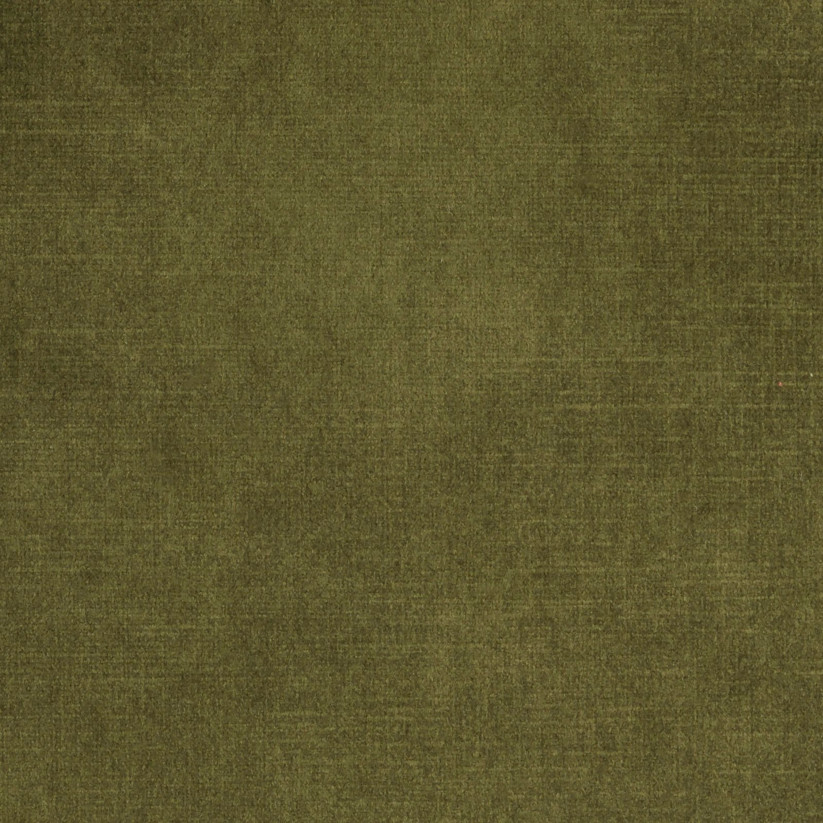 Macau Moss